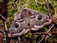 0007 (kleines Nachtpfauenauge W)